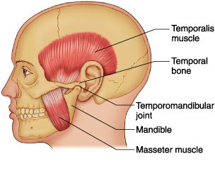 TMJ-anatomy